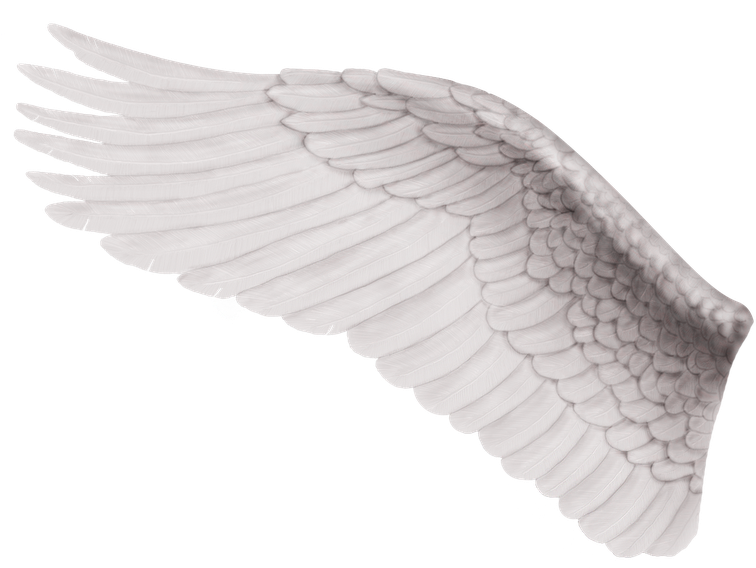 Alas - Ala De Angel Izquierda (789x572), Png Download