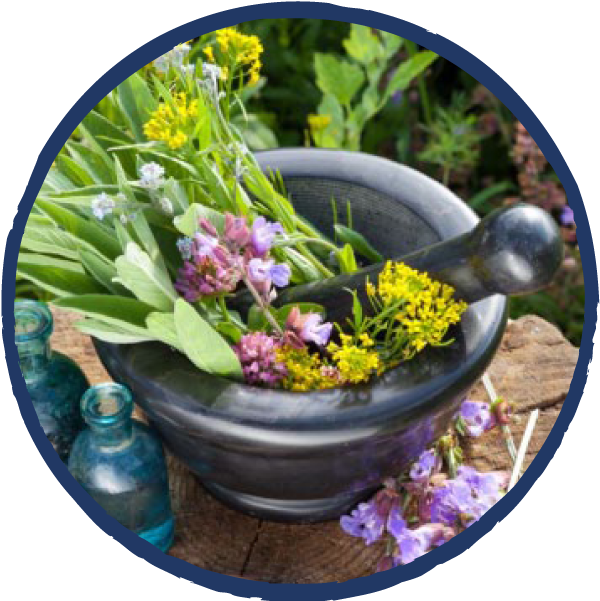 Earth Spirit Circle Png - Medicinal Plants (613x613), Png Download