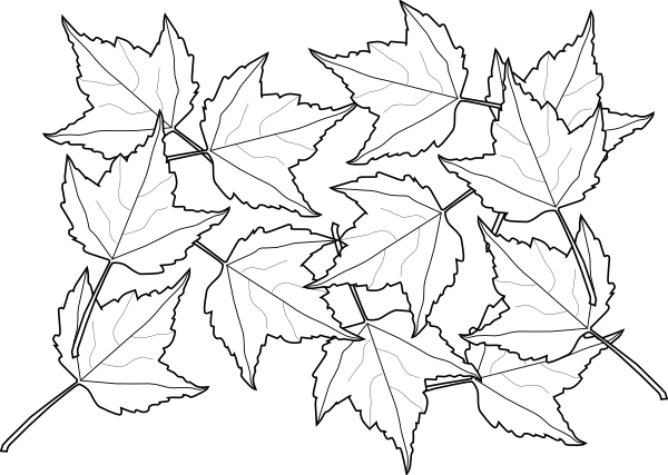 How To Set Use Maple Leaves Svg Vector (600x427), Png Download