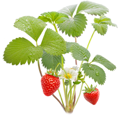 Вот И Все Собирайте Спелые Ягоды - Strawberry Plant Png (469x443), Png Download