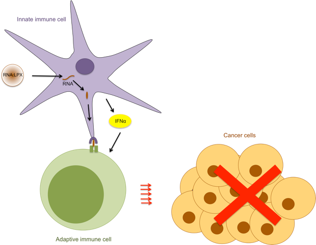 Layal Cancer - Tactics (620x480), Png Download