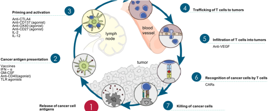 Cancer Immunity Cycle Therapy Targets - Cancer Vaccine Immune Cycle (880x360), Png Download