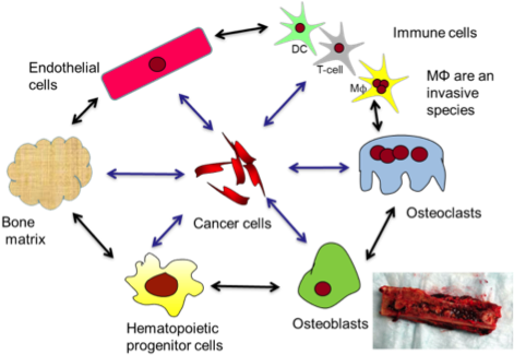 An - Ecosystem Of Cells (479x333), Png Download