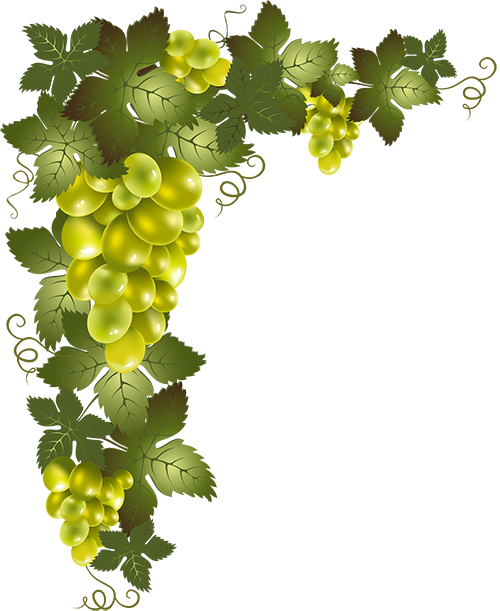 Raisins Grape Vines, Vector Design, Borders And Frames, - Transparent Background Grape Vine Png (500x611), Png Download