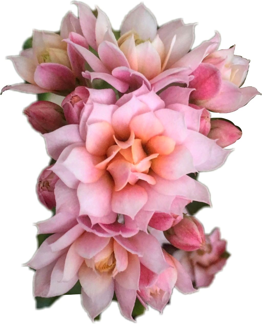 Bouquet Flowers Png Overlay Transparent Flower Lovely - Tumblr (1024x1264), Png Download