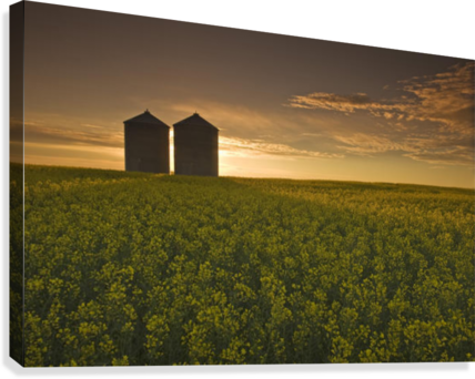 Bloom Stage Canola Field With Grain Bins In The Background, - Posterazzi Bloom Stage Canola Field With Grain Bins (428x342), Png Download