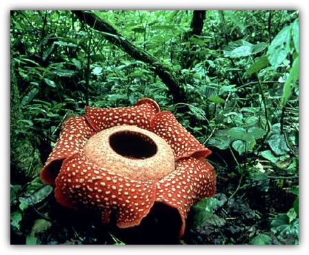 The Malaysian Flag Was Adopted On Sept 16,1963 - Saprotrophic Mode Of Nutrition (448x370), Png Download