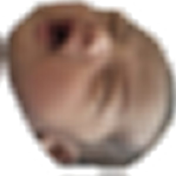 22 Oct - Snout (600x600), Png Download