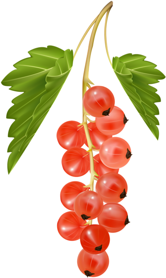 0, - Currant Clipart (355x600), Png Download