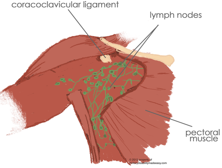 The Removal Of The Breast From A Female Reproductive - Removed Female Reproductive System (720x547), Png Download
