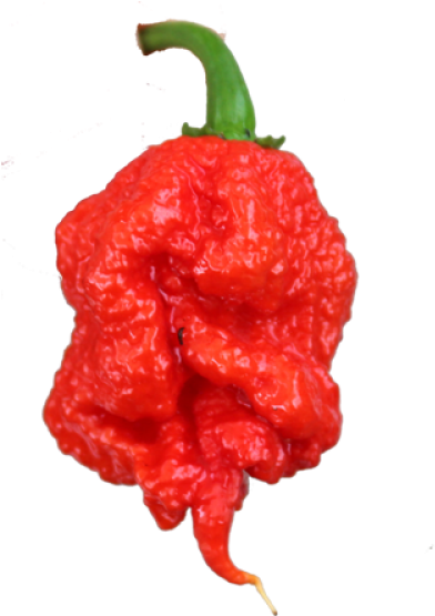 Carolina Reaper (750x750), Png Download