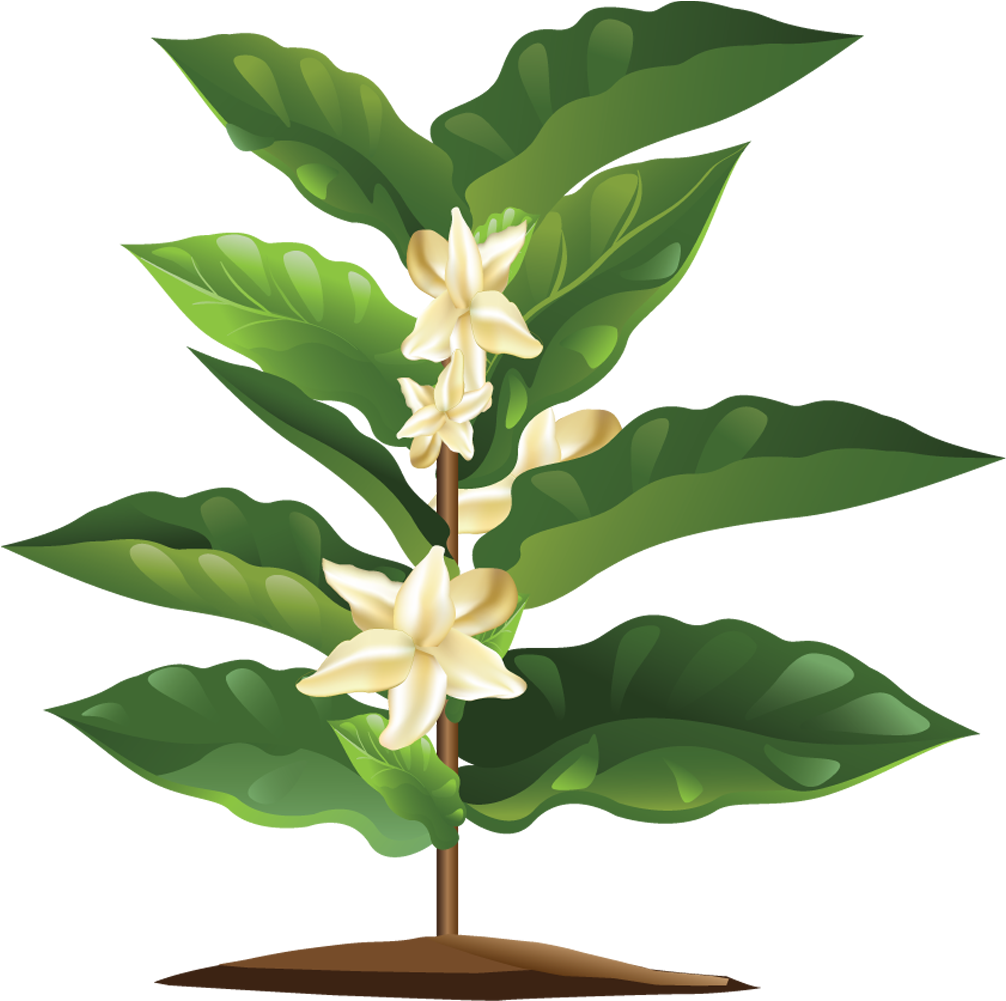 Blooming Coffee Plant - Coffee Plant Png (1020x1020), Png Download