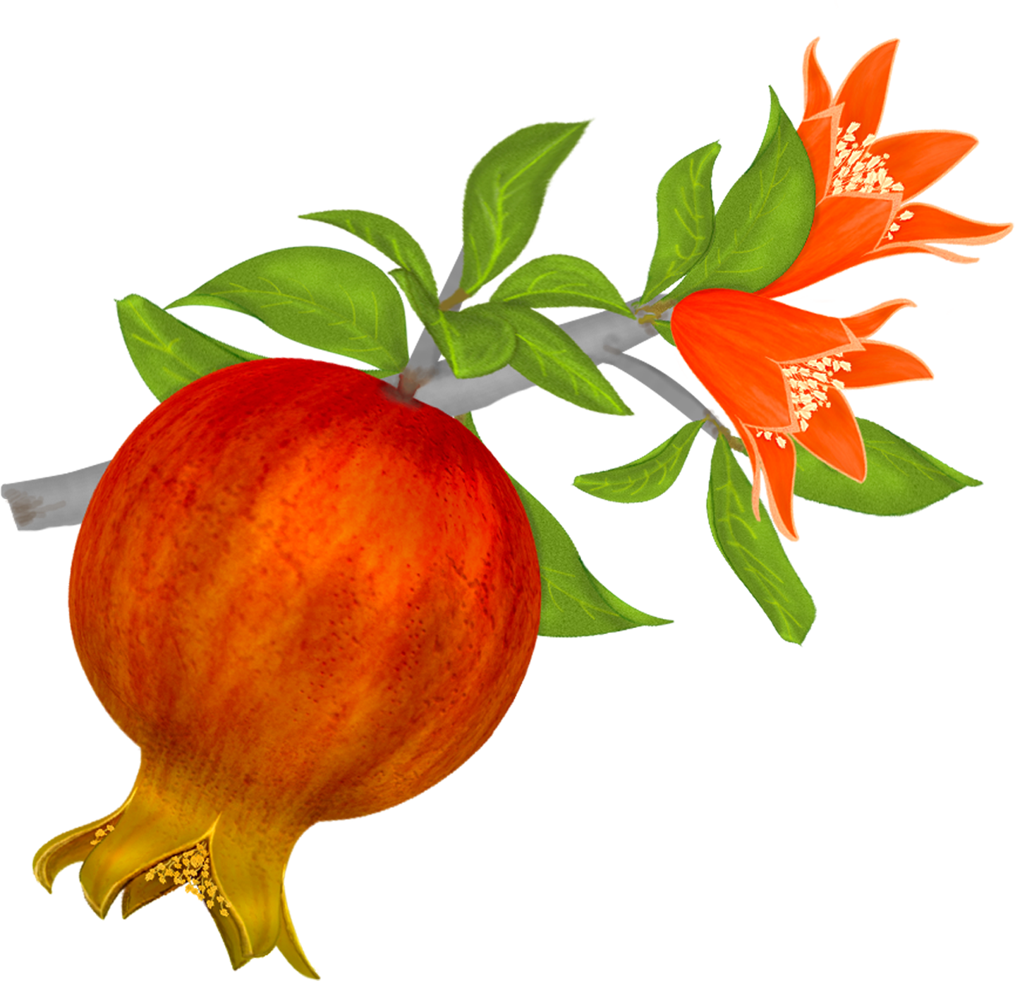 Moss Vector Watercolor - Pomegranate Clip Art (1439x1390), Png Download