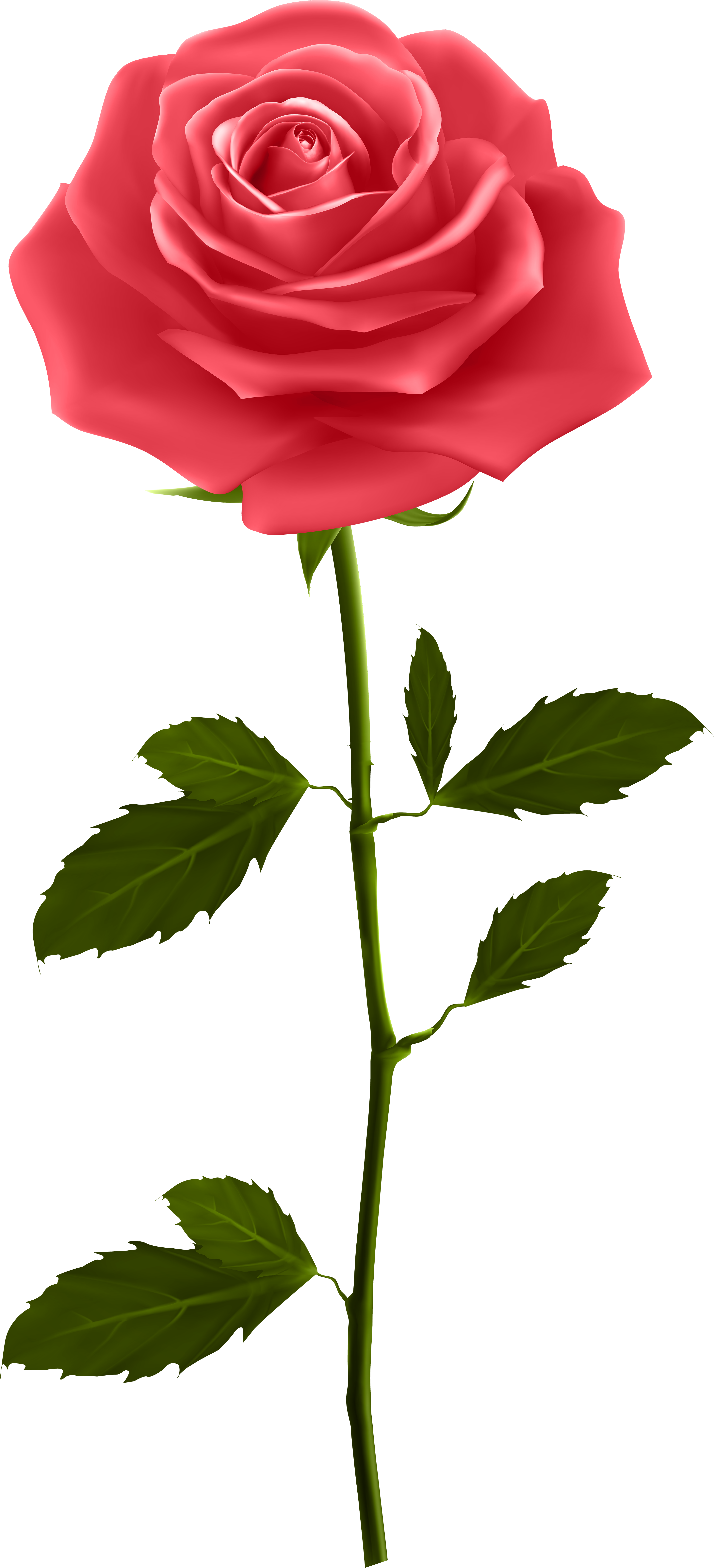 Red Rose With Stem Png Clip Art - Red Rose With Stem (3706x8000), Png Download