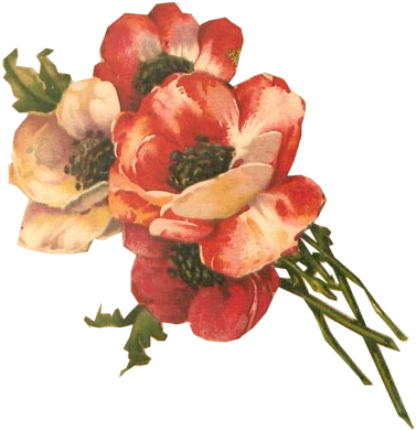Floral 2 Tuck Db Org - Vintage Flower On Transparent Background (392x399), Png Download