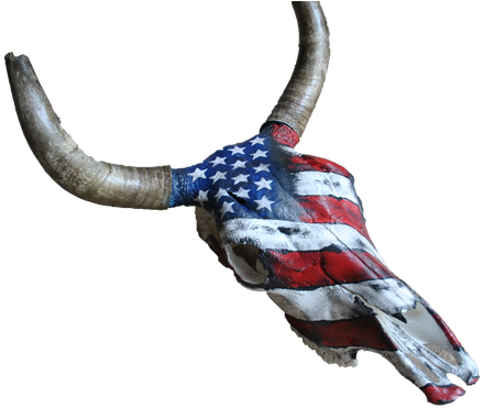 Real Black Angus Bull Skull Painted By Artist Katherine - Cattle (498x385), Png Download