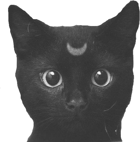 Cat Cute Black And White My Edit Personal Moon Edit - Black Cat Png (500x473), Png Download