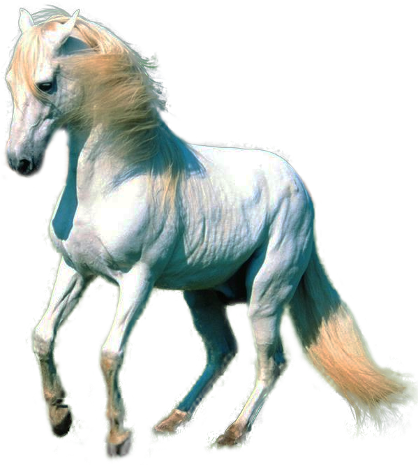 White Horse Images Png (610x665), Png Download