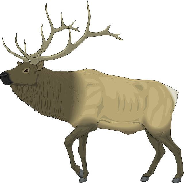 Moose, Large, Body, Animal, Mammal, Antlers - Elk Clip Art Free (640x636), Png Download