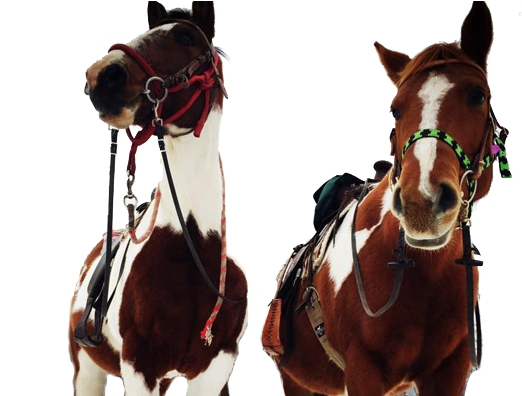 Horses - Horse (700x395), Png Download