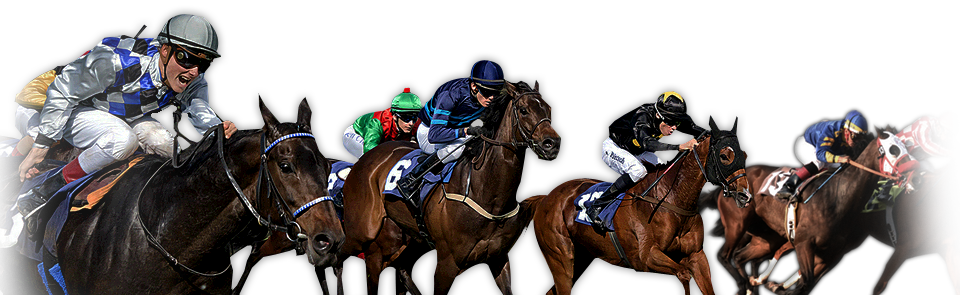 Horse An Introduction By - Racehorse Png (960x295), Png Download