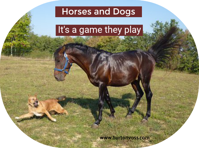 Dogs And Horses - Horseback Dog Free (673x500), Png Download