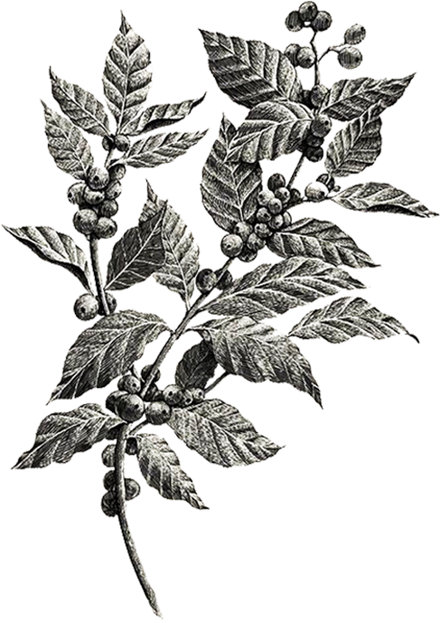 Coffee Plant 1080 - Coffee Plant Tattoo (495x692), Png Download