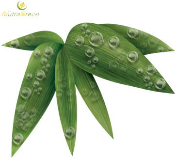 Bamboo Leaf Nature - Leaf (360x360), Png Download