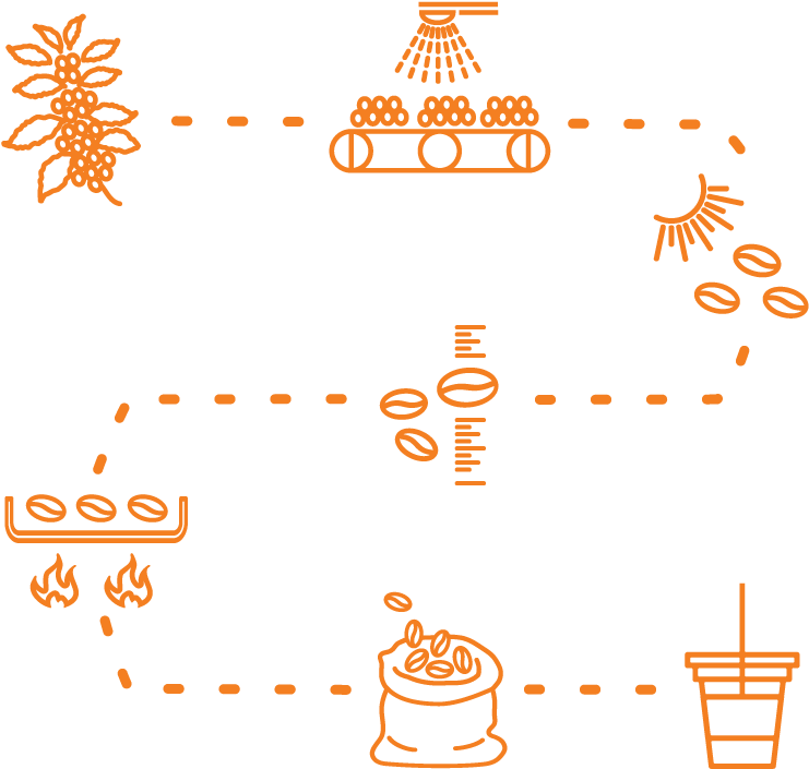 Orange Illustrations Of Coffee Process Coffee Bean - Coffee Farm To Cup (775x718), Png Download