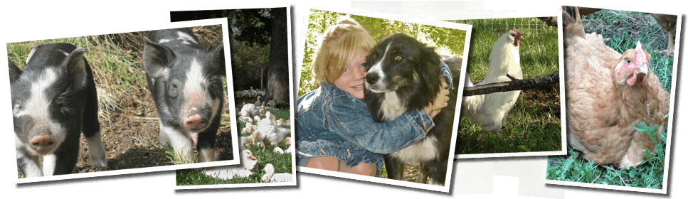 Cool Springs Ranch - Cocker Spaniel (967x280), Png Download