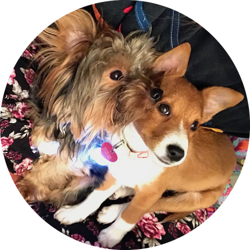 Dog Dog Dog Pic - Yorkshire Terrier (504x504), Png Download