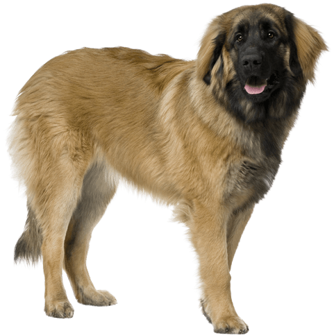 Leonberger Png (567x489), Png Download