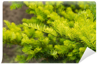 Hornwort (400x400), Png Download
