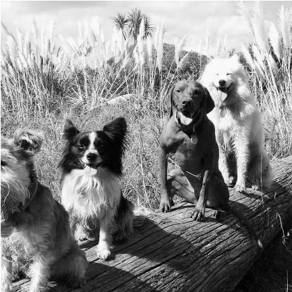 Nature Dog Walk Obediesnce Training - Border Collie (800x450), Png Download