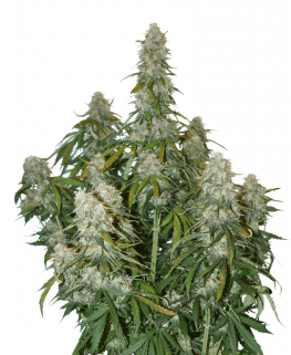 Big Bud Auto - Big Bud (400x320), Png Download
