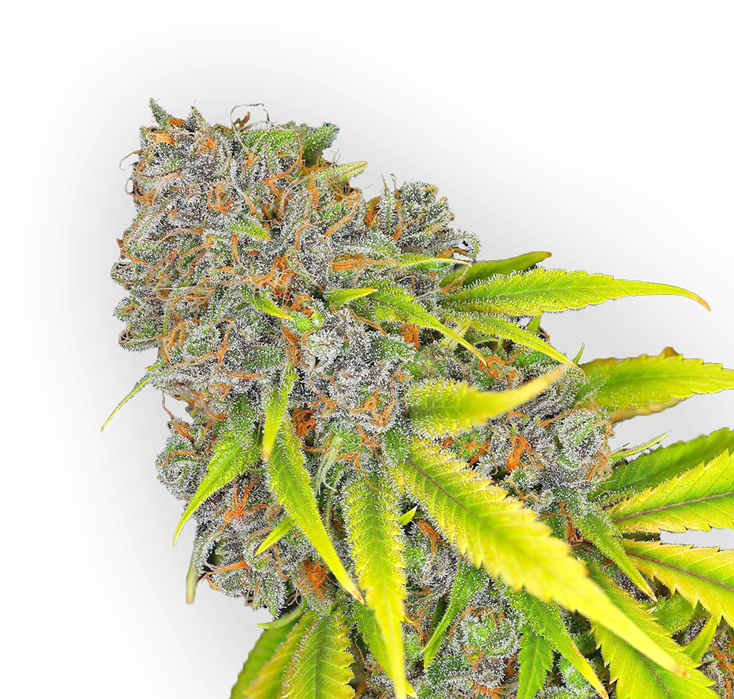 Download Cannabis Bud Cannabis HD Transparent PNG