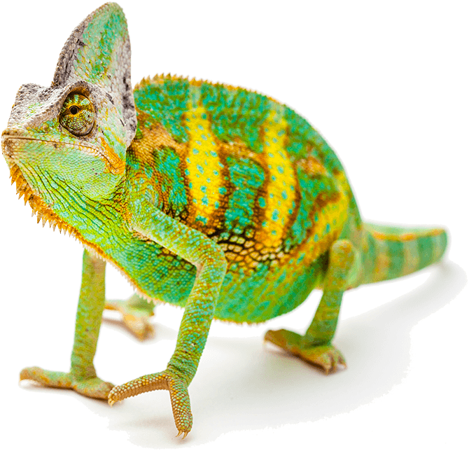 Exotic Pet - Reptile Png (800x721), Png Download