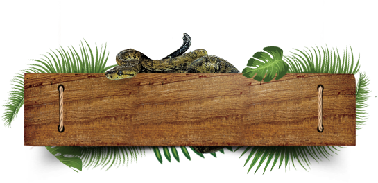 Special Of The Month - Reptile (545x264), Png Download