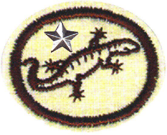 Reptiles Advanced - Reptile (593x466), Png Download