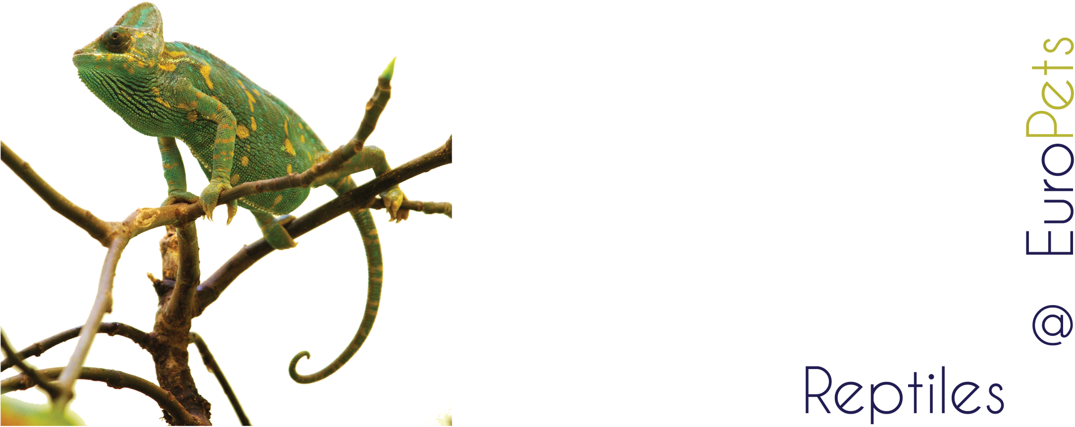 Reptiles - Reptile (2270x1024), Png Download