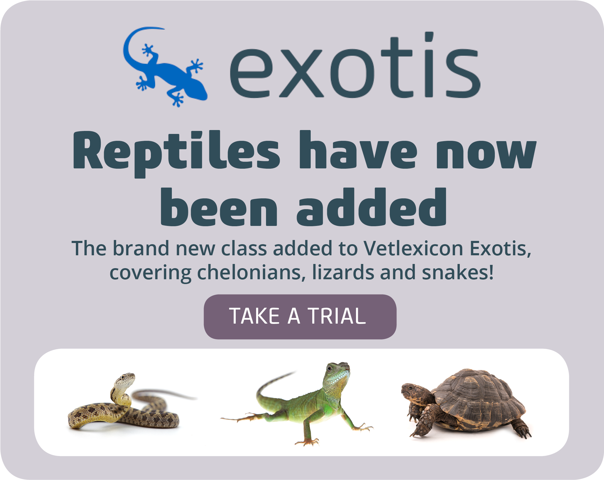 Exotis Issn 2398-2985 - Decoration Vinyl Stickers Lizard Gecko Decoration Vinyl (2083x1667), Png Download