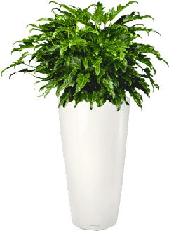 Philodendron Xanadu (420x400), Png Download