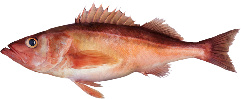 Sebastes Goodei - Rocote A Cuadros Pez (850x354), Png Download