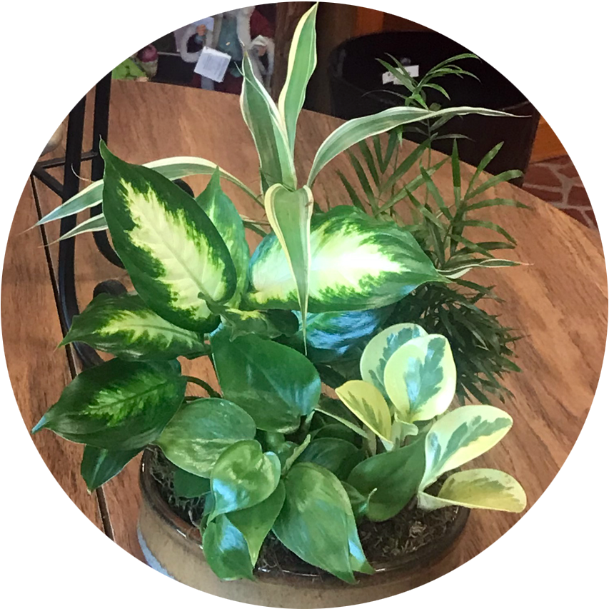 Philodendron (853x853), Png Download