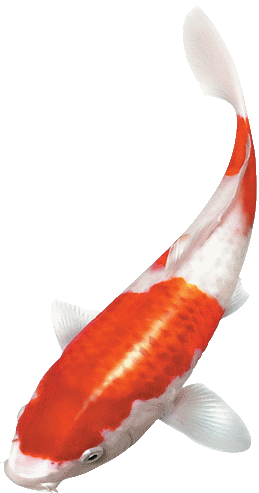 Fish Koi Japan Png (259x493), Png Download