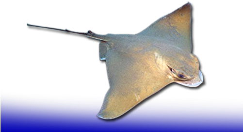 Mediterraneo - Skate (500x300), Png Download