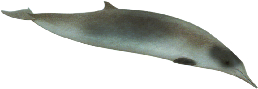 Spade Toothed Beaked Whale - Transparent Spade Toothed Whale (900x317), Png Download