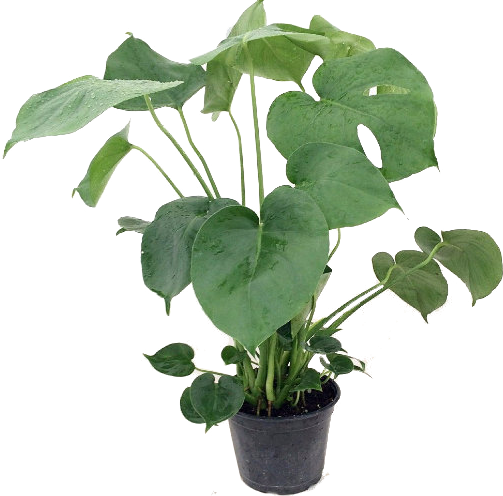 Split Leaf Philodendron 6" Pot - Philodendron (503x496), Png Download
