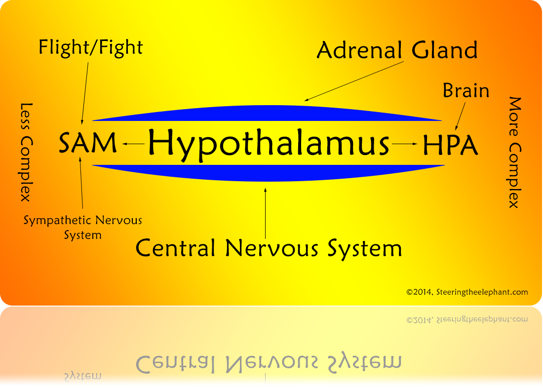 Stress Reaction - Psychological Stress (1100x786), Png Download