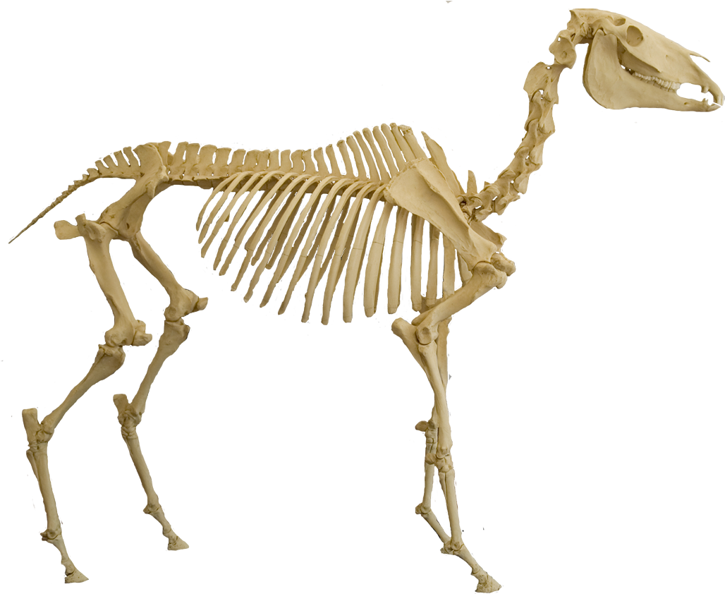 Comment Some More Below - Horse Skeleton Real Life (1046x900), Png Download